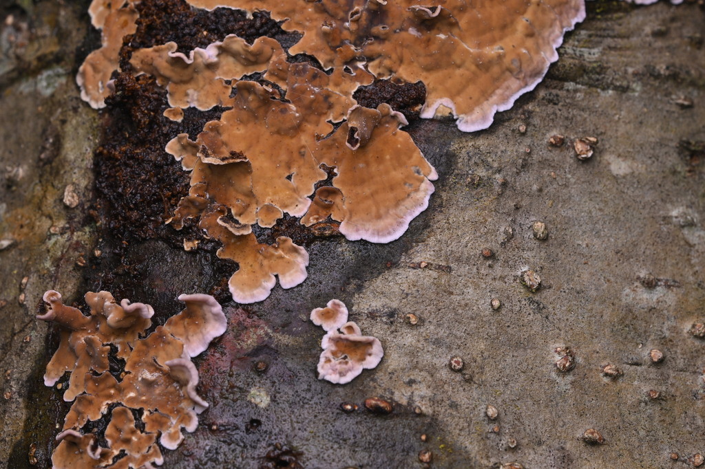 Chondrostereum purpureum · June 2025 · photo: © invertebratist (iNaturalist, cc-by-nc)