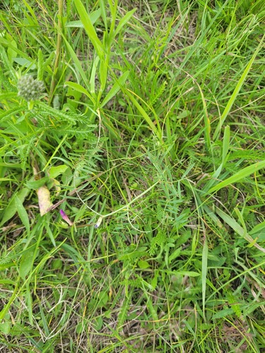 Наблюдение на iNaturalist