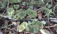 Dendrohypopterygium filiculiforme