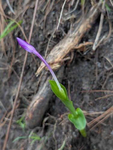 Roscoea alpina, photograph 6