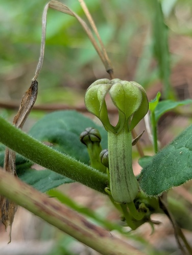 Ceropegia hookeri