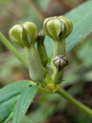 Ceropegia hookeri