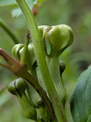 Ceropegia hookeri