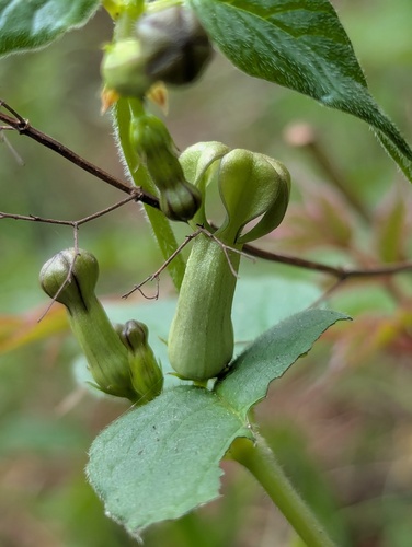 Ceropegia hookeri