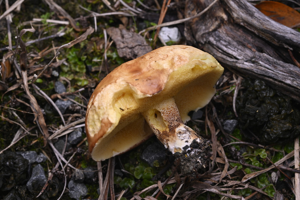Suillus granulatus · June 2025 · photo: © invertebratist (iNaturalist, cc-by-nc)