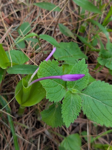 Roscoea alpina, photograph 5