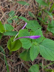 Roscoea alpina, photograph (c) Sagnik Dutta Roy, some rights reserved (CC BY)