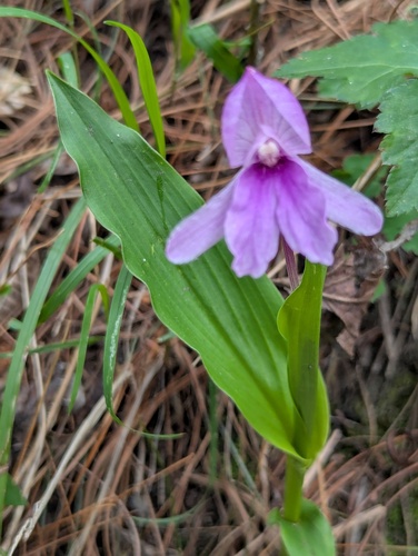 Roscoea alpina, photograph 4