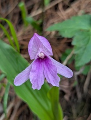 Roscoea alpina, photograph (c) Sagnik Dutta Roy, some rights reserved (CC BY)