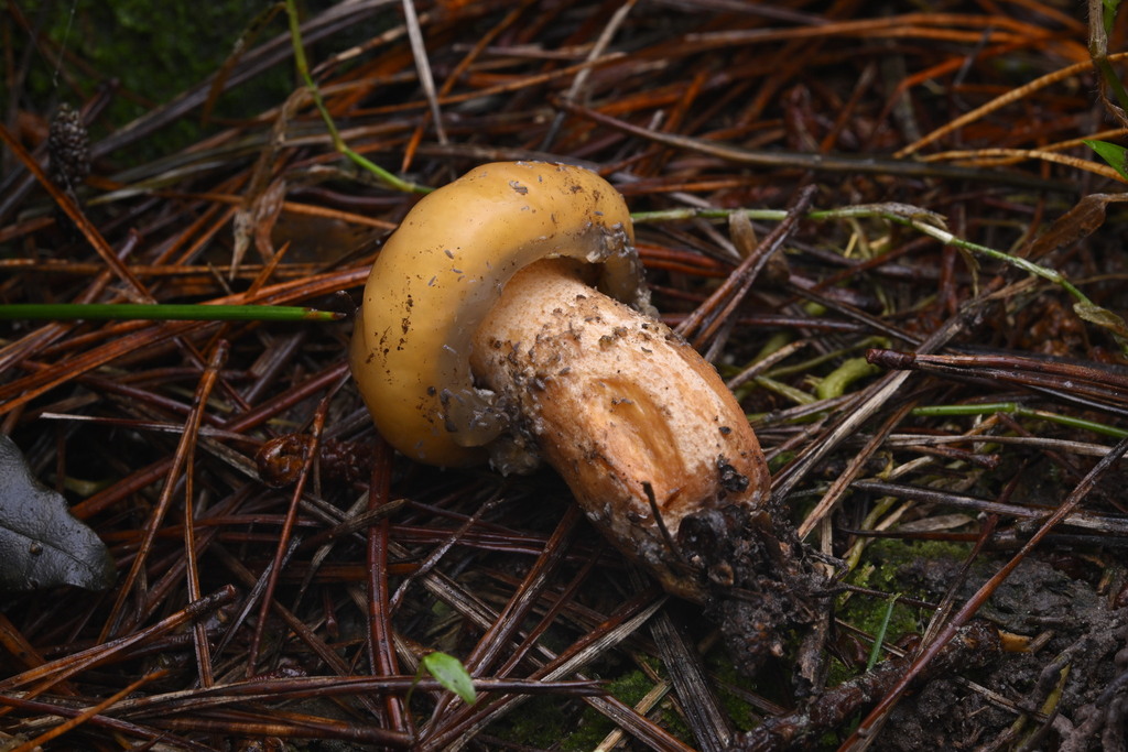 Suillus salmonicolor · June 2025 · photo: © invertebratist (iNaturalist, cc-by-nc)