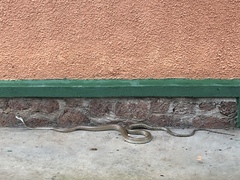 Dendroaspis polylepis