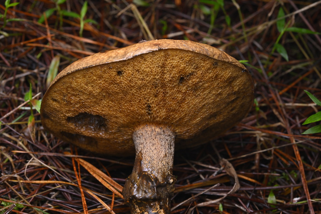 Suillus salmonicolor · June 2025 · photo: © invertebratist (iNaturalist, cc-by-nc)