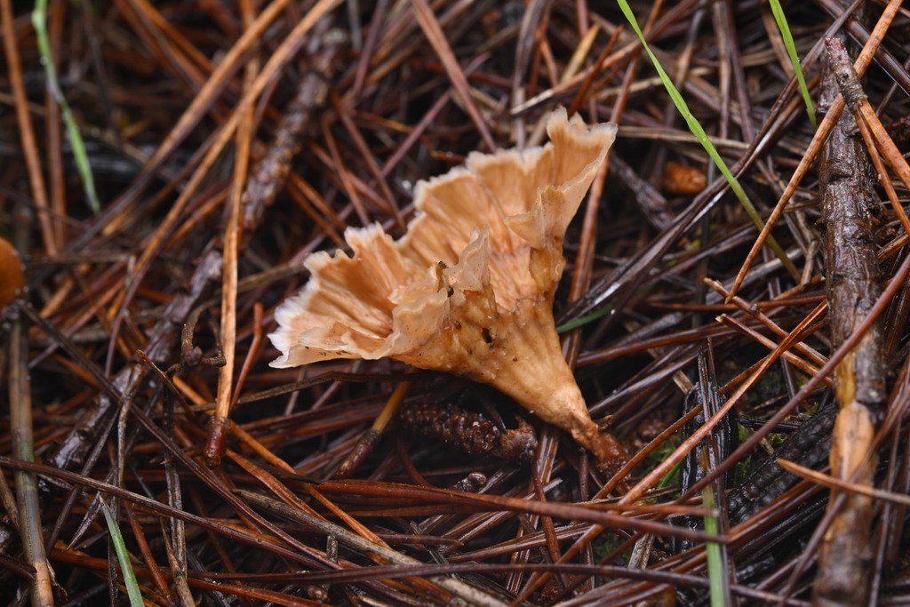 Podoscypha petalodes · June 2025 · photo: © invertebratist (iNaturalist, cc-by-nc)