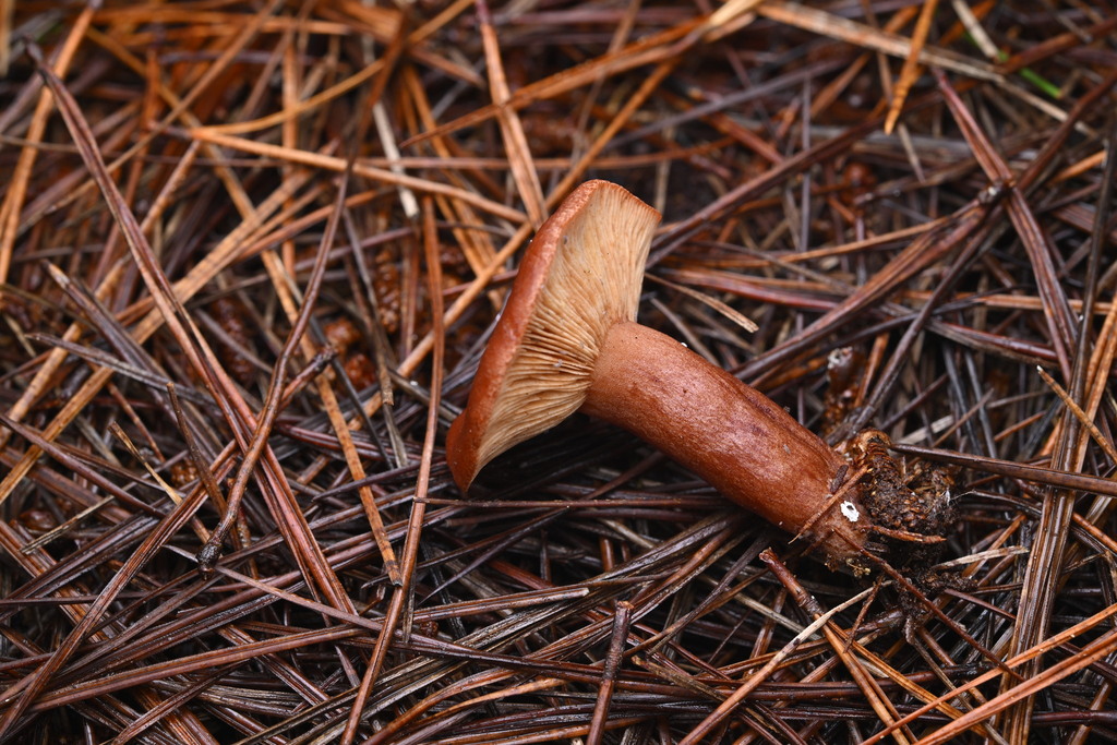 Lactarius rufus · June 2025 · photo: © invertebratist (iNaturalist, cc-by-nc)