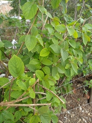 Magnoliopsida