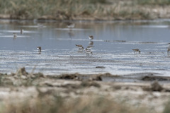Calidris minuta