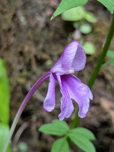 Roscoea alpina, photograph 2