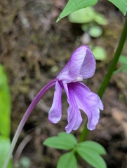 Roscoea alpina, photograph (c) Sagnik Dutta Roy, some rights reserved (CC BY)