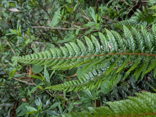 Polystichum neolobatum, photograph 4