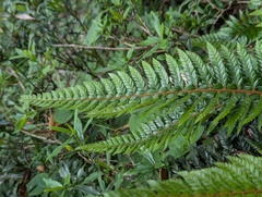 Polystichum neolobatum, photograph (c) Sagnik Dutta Roy, some rights reserved (CC BY)