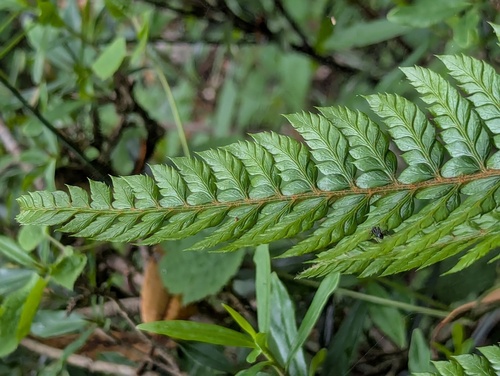 Polystichum neolobatum, photograph 3