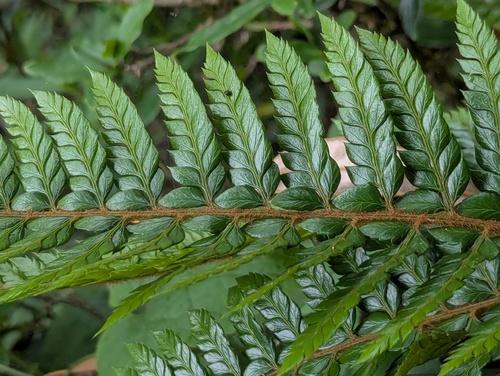 Polystichum neolobatum, photograph 5