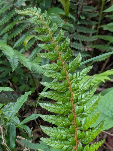 Polystichum neolobatum, photograph 6