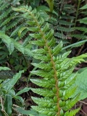 Polystichum neolobatum, photograph (c) Sagnik Dutta Roy, some rights reserved (CC BY)