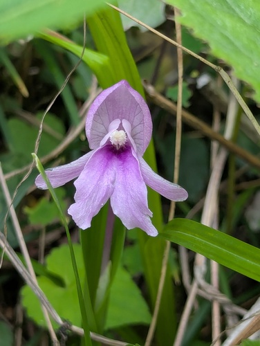 Roscoea alpina, photograph 1