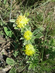 Leobordea corymbosa