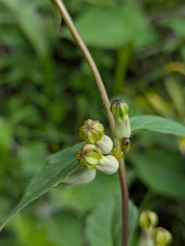 Ceropegia hookeri