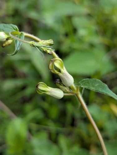 Ceropegia hookeri