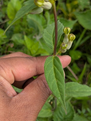 Ceropegia hookeri