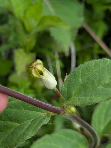 Ceropegia hookeri