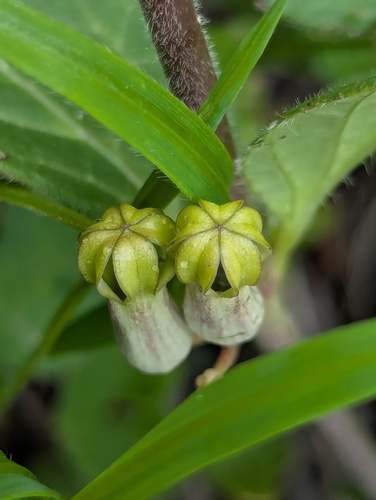 Ceropegia hookeri
