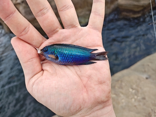 Neon damselfish (Pomacentrus coelestis) — Pomacentridae — 2