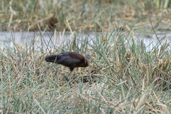 Plegadis falcinellus