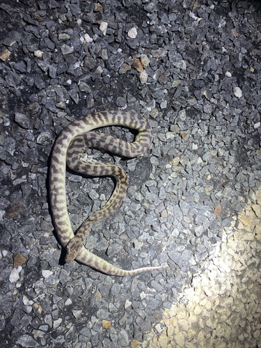 Spotted Python sighting