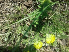 Leobordea corymbosa