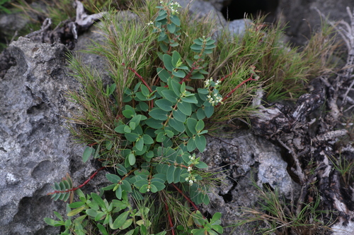 Euphorbia sparrmanni observed 2025-07-13