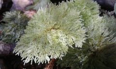 Dendrohypopterygium filiculiforme