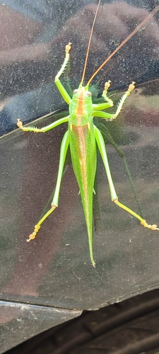 Great Green Bush-cricket