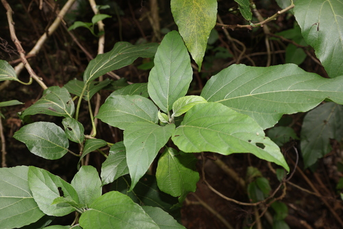 Cordia aspera observed 2025-07-13