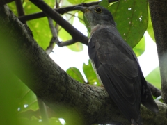 Cuculus micropterus