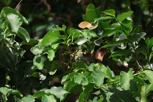 Ehretia philippinensis observed 2025-07-13
