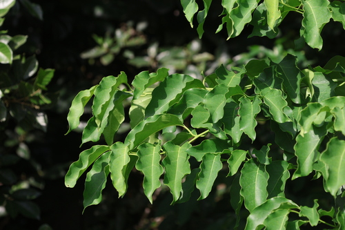 Ehretia philippinensis observed 2025-07-13