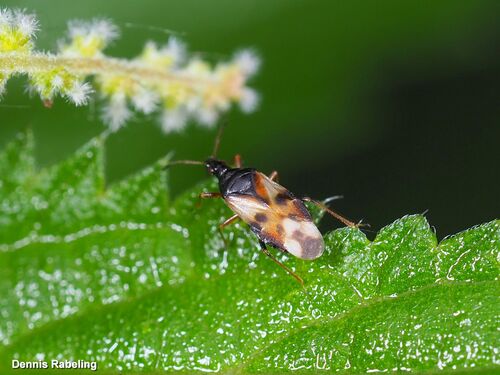 Common Flowerbug, Vlaardingen, Netherlands, photo 7 of 10