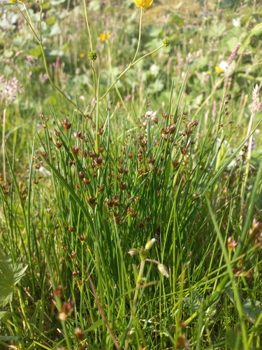 Juncus articulatus iNat (3)