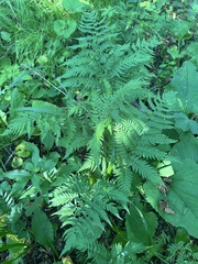 Dryopteris goeringiana