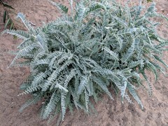Astragalus brauntonii